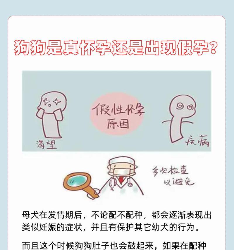 狗狗假孕症状识别与科学处理方法全攻略