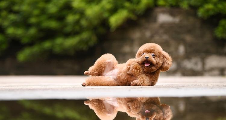 泰迪犬吃什么蔬菜好？安全营养的蔬菜选择指南