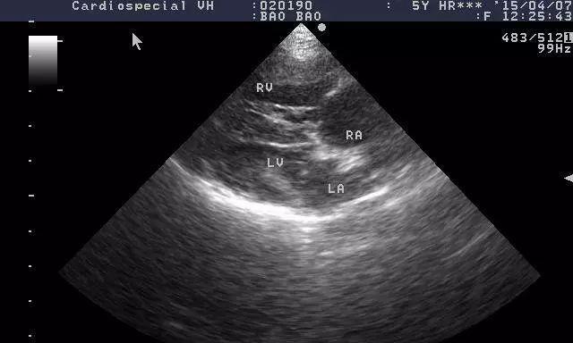 犬心丝虫病致命威胁解析：传播途径与预防关键措施