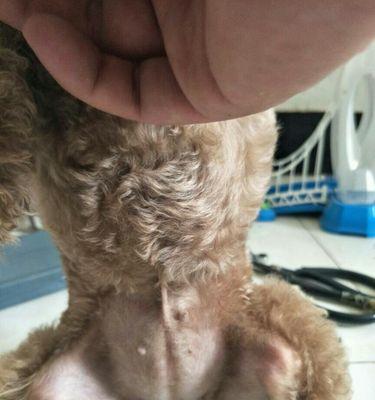 泰迪犬怀孕早期症状识别，母犬受孕表现全解析