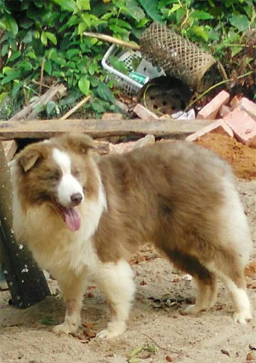 丁香边牧特点详解：聪明忠诚的工作犬与理想家庭宠物