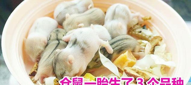 仓鼠繁殖周期详解：发情期受孕分娩全过程指南