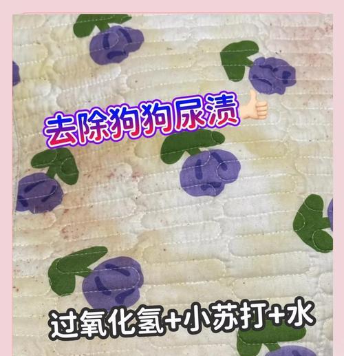 去除家中狗骚味的15个实用妙招，打造清新家居环境