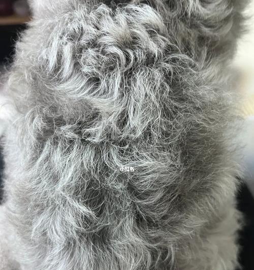 灰色泰迪毛发变色之谜：从普通灰到返灰的华丽转变