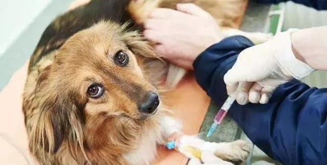 宠物洗澡前后多久可以打针？掌握最佳间隔时间