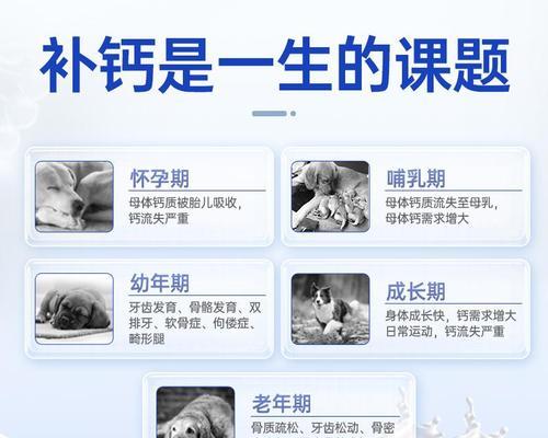 狗狗补钙好处多：骨骼牙齿肌肉健康全解析