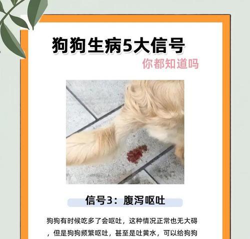 狗狗生病了？15种常见症状与护理指南
