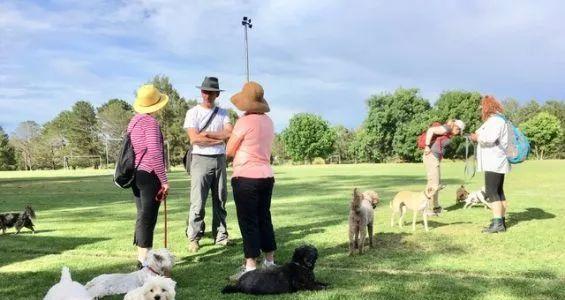 骑自行车遛狗全攻略：3个步骤轻松上手，安全又尽兴