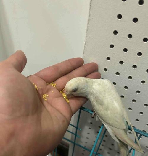 揭秘小鸟吃什么：从种子到昆虫的完整食物指南