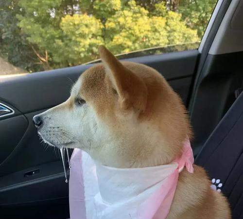 狗狗坐车不适怎么办？常见症状与安心乘车指南