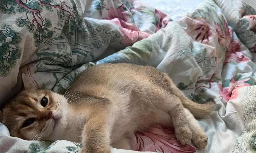 猫咪一天睡多久？掌握这些方法，帮它睡个好觉