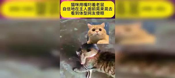 猫攻击前为何晃动身体？揭开猫咪狩猎本能与情绪信号