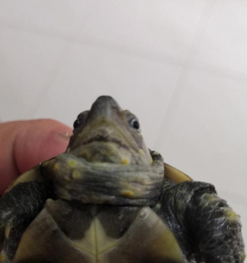 乌龟常见疾病防治大全，从营养不良到感染护理一网打尽