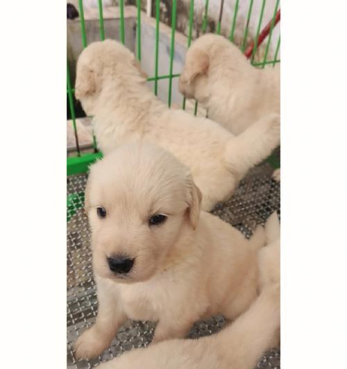 金毛幼崽毛色变化大吗？从浅黄到深黄的成长过程