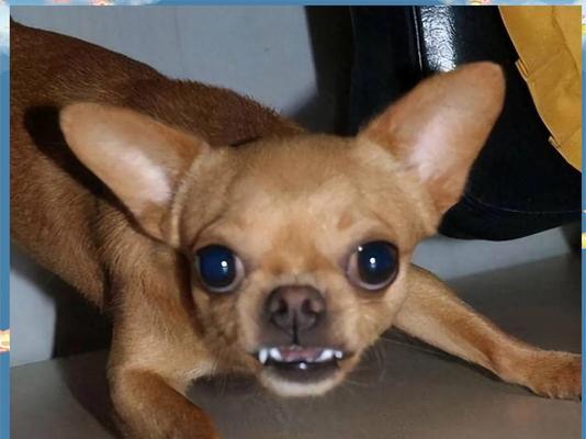 吉娃娃为什么争议大？揭秘15个让人不喜欢的原因