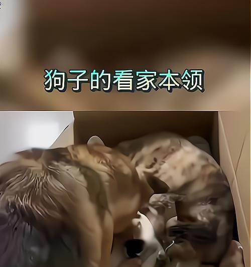 猫狗为何常打架？揭秘权力争斗背后的真实原因