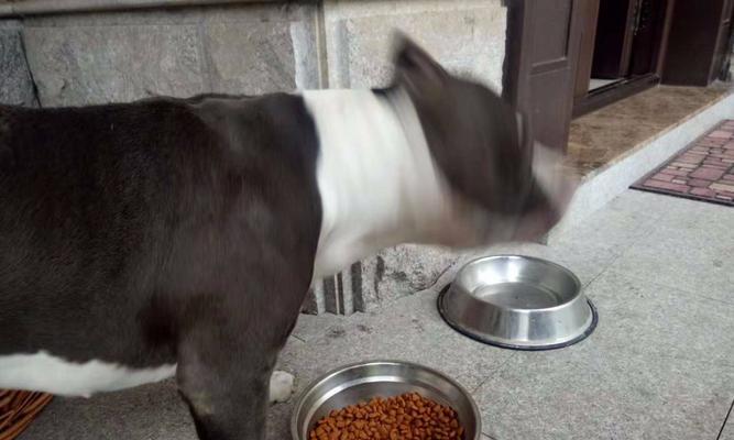 狗厌食症怎么办？症状原因与治疗方法全解析