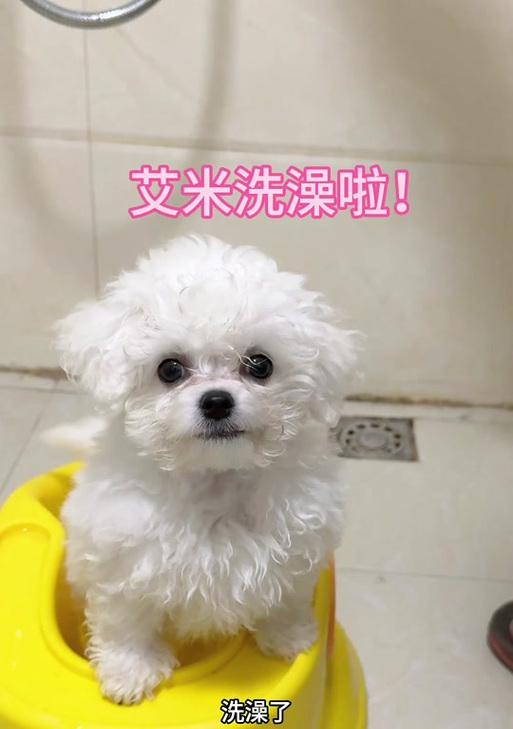 幼犬洗澡频率多久一次？新手必看的正确步骤与注意事项