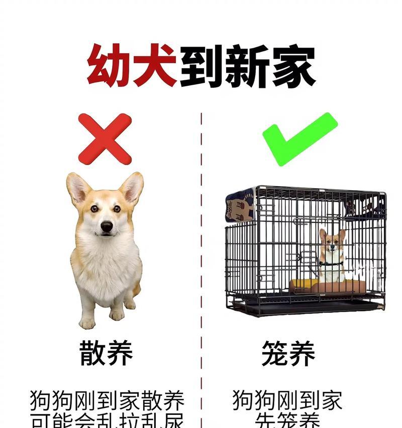 新手必看：秋季拉布拉多犬腹泻的应对与护理指南