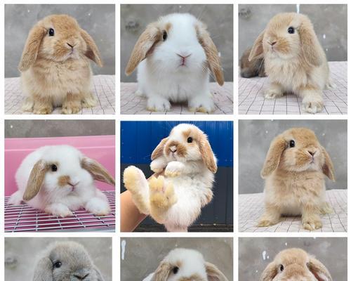 垂耳长毛兔寿命有多长？从遗传到日常，全面解析影响因素