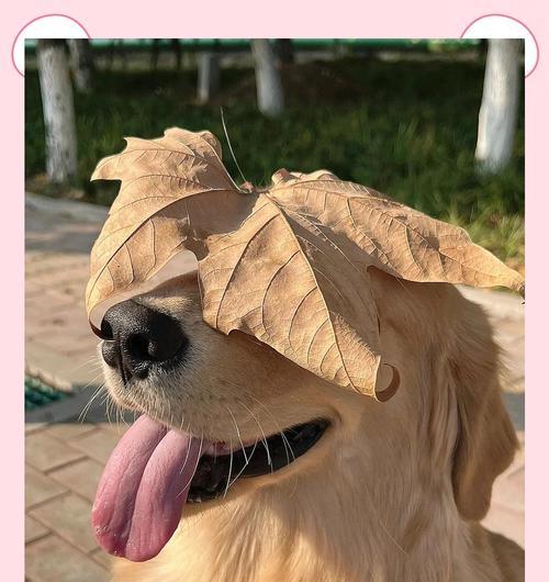 养狗必看：6种通人性又温顺好养的狗狗推荐