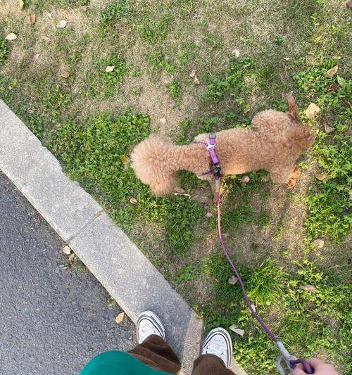 以巴哥犬的遛弯时长（探究以巴哥犬每次遛弯的最佳时长）