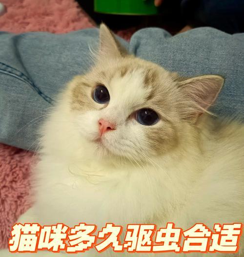 猫咪驱虫的重要性及频率选择（保护猫咪健康，科学合理地进行驱虫）