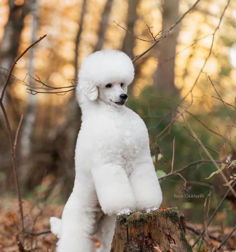 养贵宾犬的女孩（贵宾犬女孩的性格特点及培养方法）