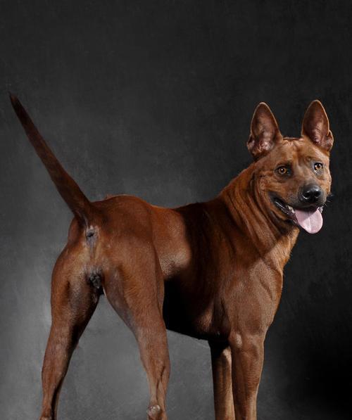 狗狗界的富豪榜（揭秘狗狗界的财富巨头，这些犬种是最有价值的）