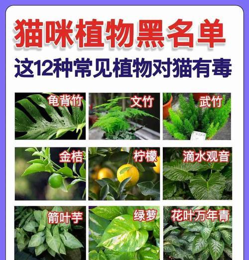 猫咪中毒的9种症状及应急处理方法（宠物猫中毒症状如何判断，及时处理非常重要）