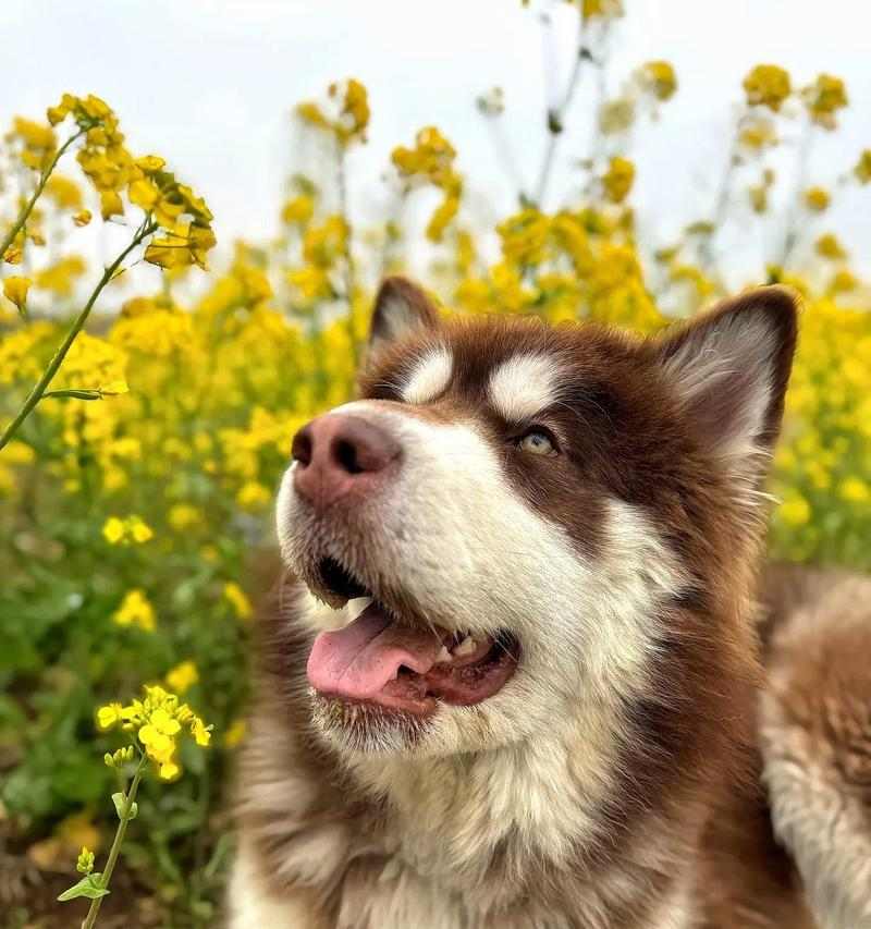 一个狗的故事——扭的奇幻冒险（一只狗的勇敢与坚持）