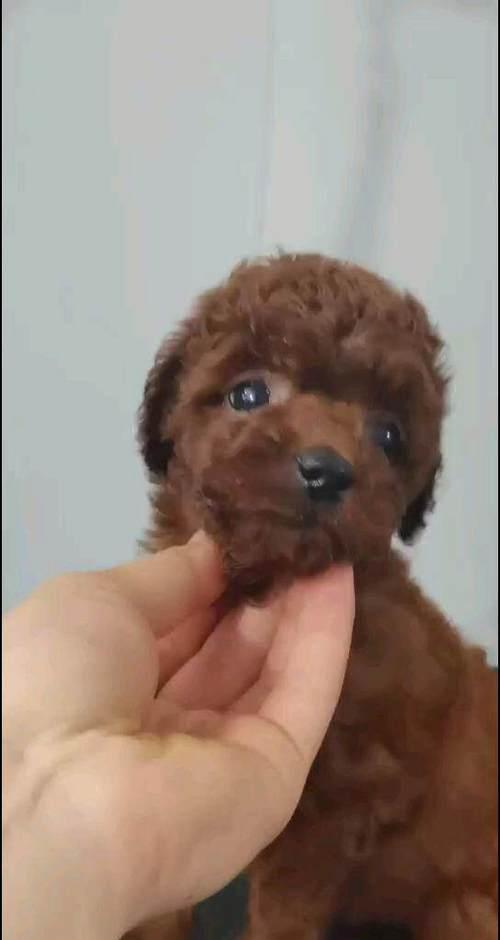 泰迪狗生病恢复期的适宜食物（以狗泰迪狗生病恢复期吃什么食物为主题的饮食建议）