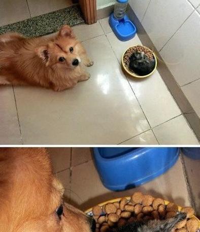 狗狗不吃狗粮，怎么办？（应对狗狗拒食狗粮的方法和建议）