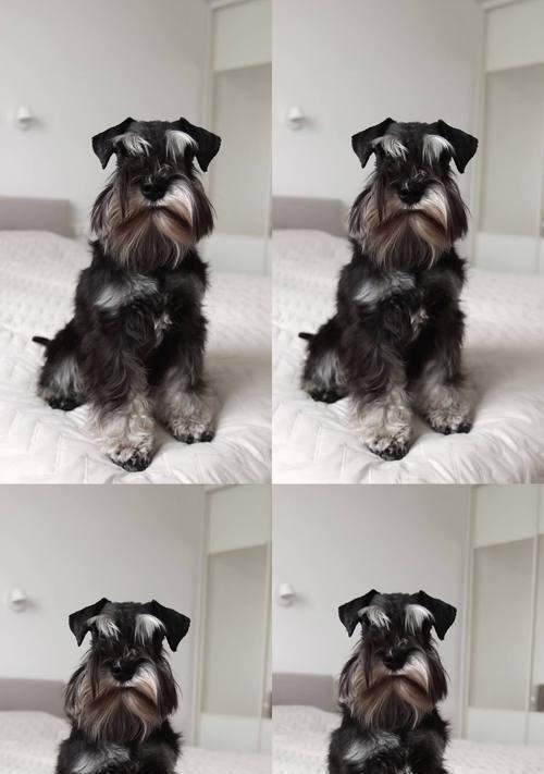 白色小狗的品种大盘点（从阿拉斯加雪橇犬到威尔士柯基，白色小狗品种多样化！）