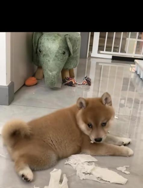 幼犬六个月的成长奇迹（探索幼犬成长中的关键阶段和变化）