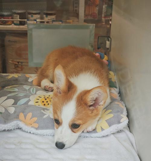 泰迪狗狗怎么喂？从幼犬到成年的饮食全攻略