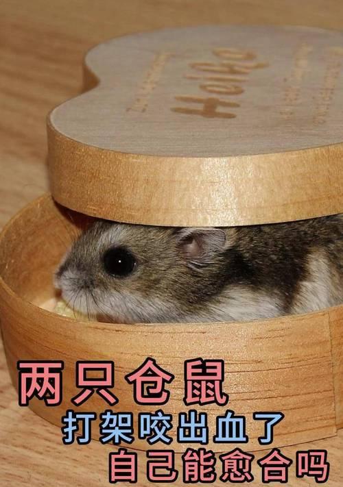 仓鼠为什么咬同伴？揭秘背后的行为原因与解决办法