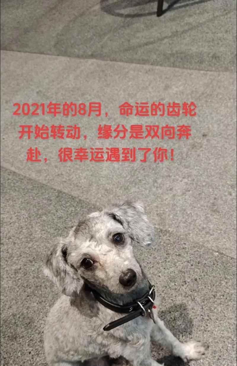 泰迪狗全方位解析：从外貌到性格，一文读懂饲养要点