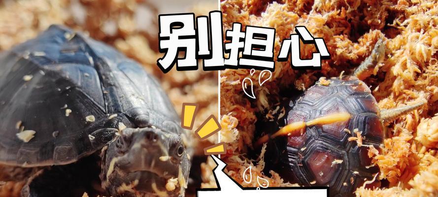 家养乌龟需要冬眠吗？关键因素与正确处理指南