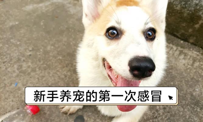 狗狗发低烧怎么办？教你正确测量体温与处理方法
