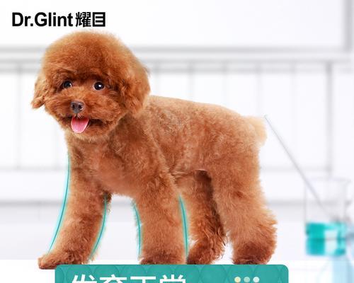 金毛犬补钙的正确方法与注意事项，新手养狗必看
