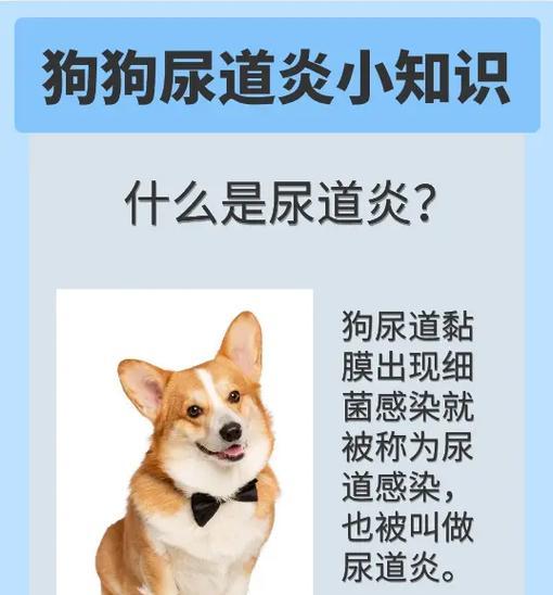 小狗舔尿背后的秘密：解读原因与科学应对方法