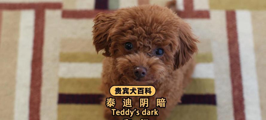 贵宾犬毛发为什么变白？原因与保养全解析