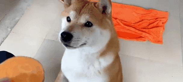柴犬可以生吃哪些食物？喂养指南与注意事项