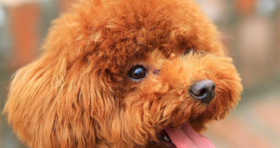 泰迪犬毛色全解析：从经典白到个性紫，哪种颜色最迷人？