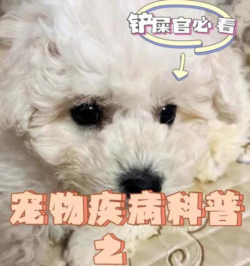 脓皮症怎么办？全面解析成因症状与有效治疗方法