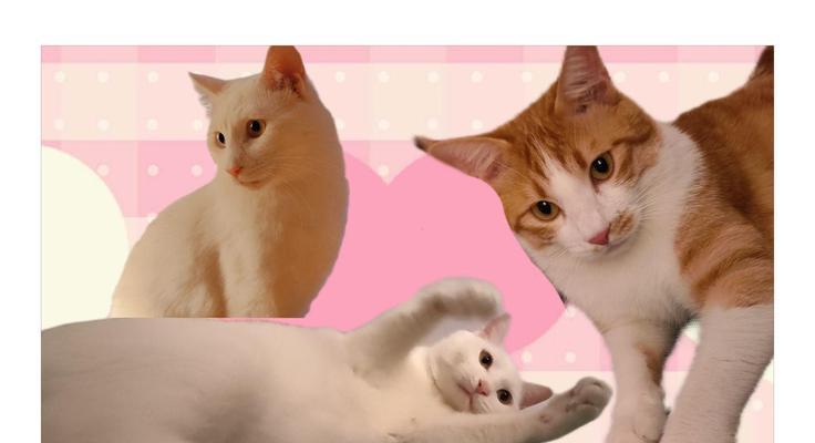 探索世界稀有猫品种养殖与保护指南