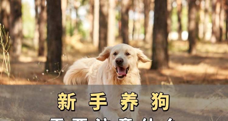 狗狗配种前必备准备事项全面指南