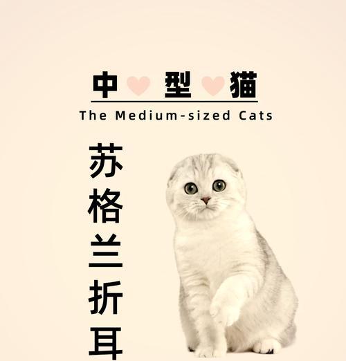 折耳猫为什么不能养？12大健康隐患与饲养难题全面解析