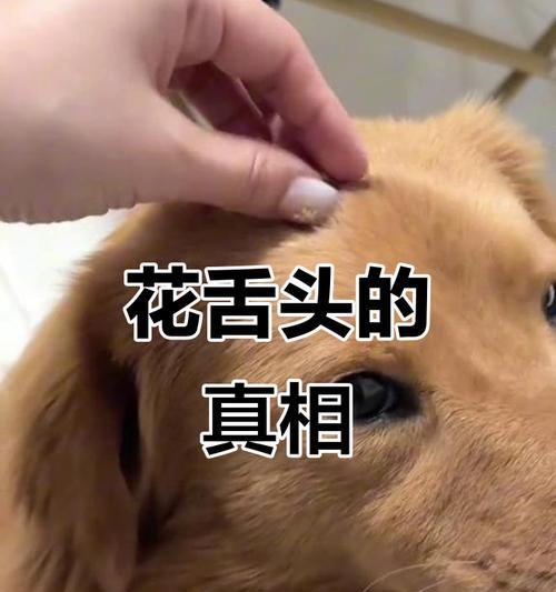 狗舌头的15种神奇功能揭秘，了解狗狗情感表达的秘密武器